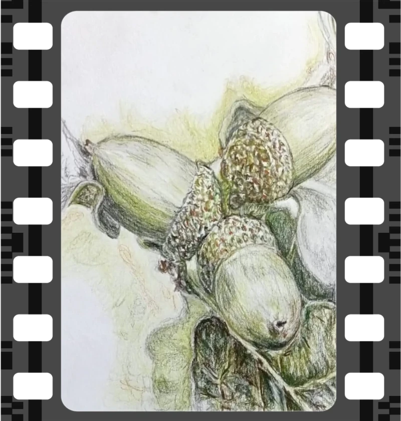 Acorns illustration
