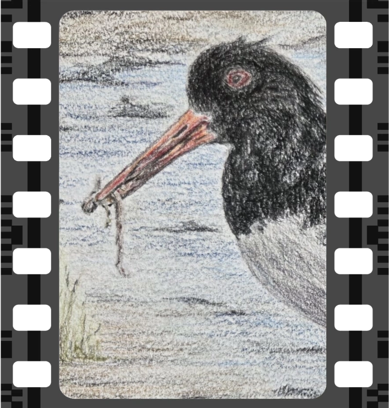 Close up illustration of oystercatcher holding worm in it's beak