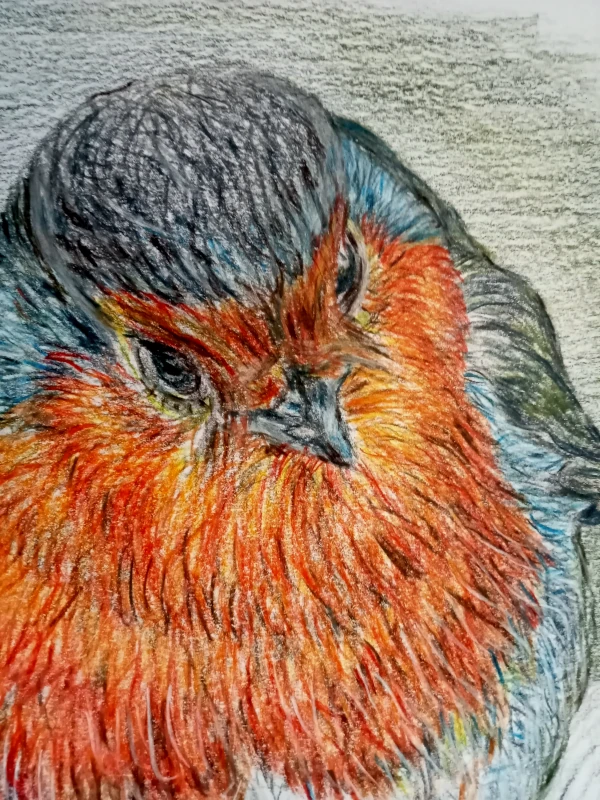 Robin looking down